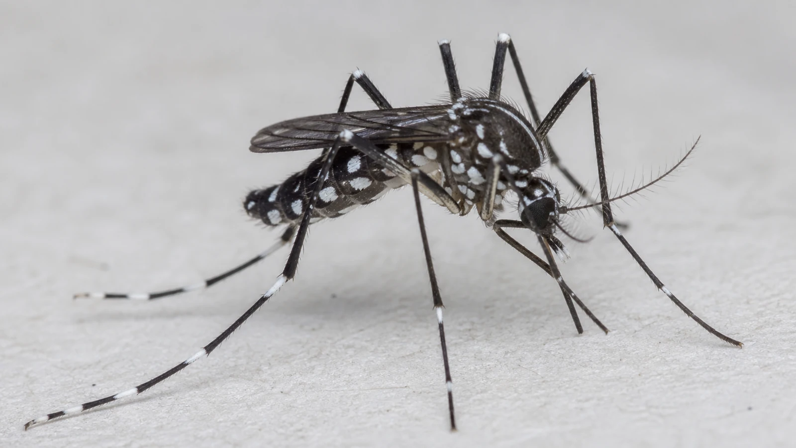 Mosquito Aedes aegypti em escala ampliada para identificação