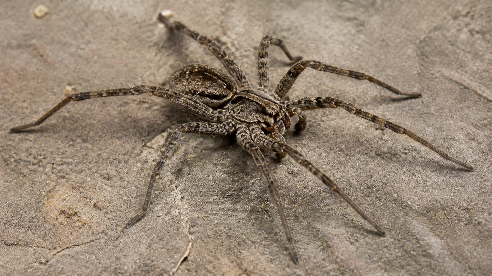 Aranha-armadeira em escala ampliada para identificação