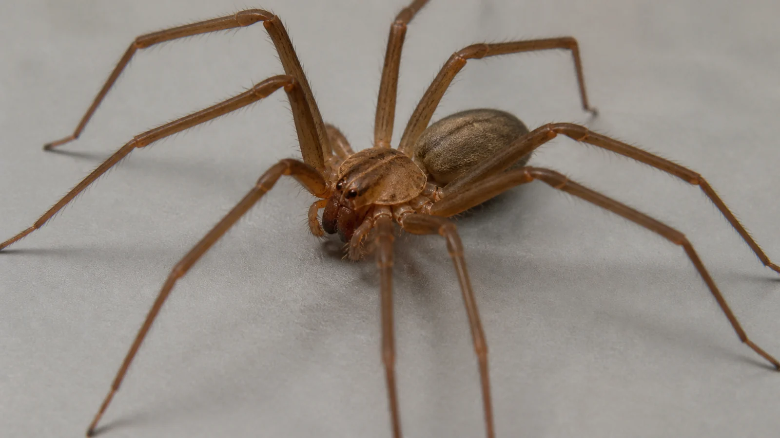 Aranha-marrom em escala ampliada para identificação