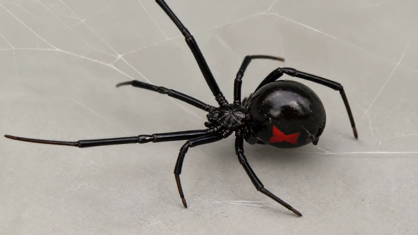 Aranha viúva-negra em escala ampliada para identificação