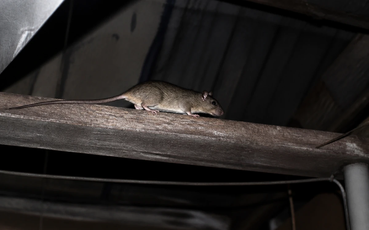 Rato de telhado circulando sobre estrutura elevada