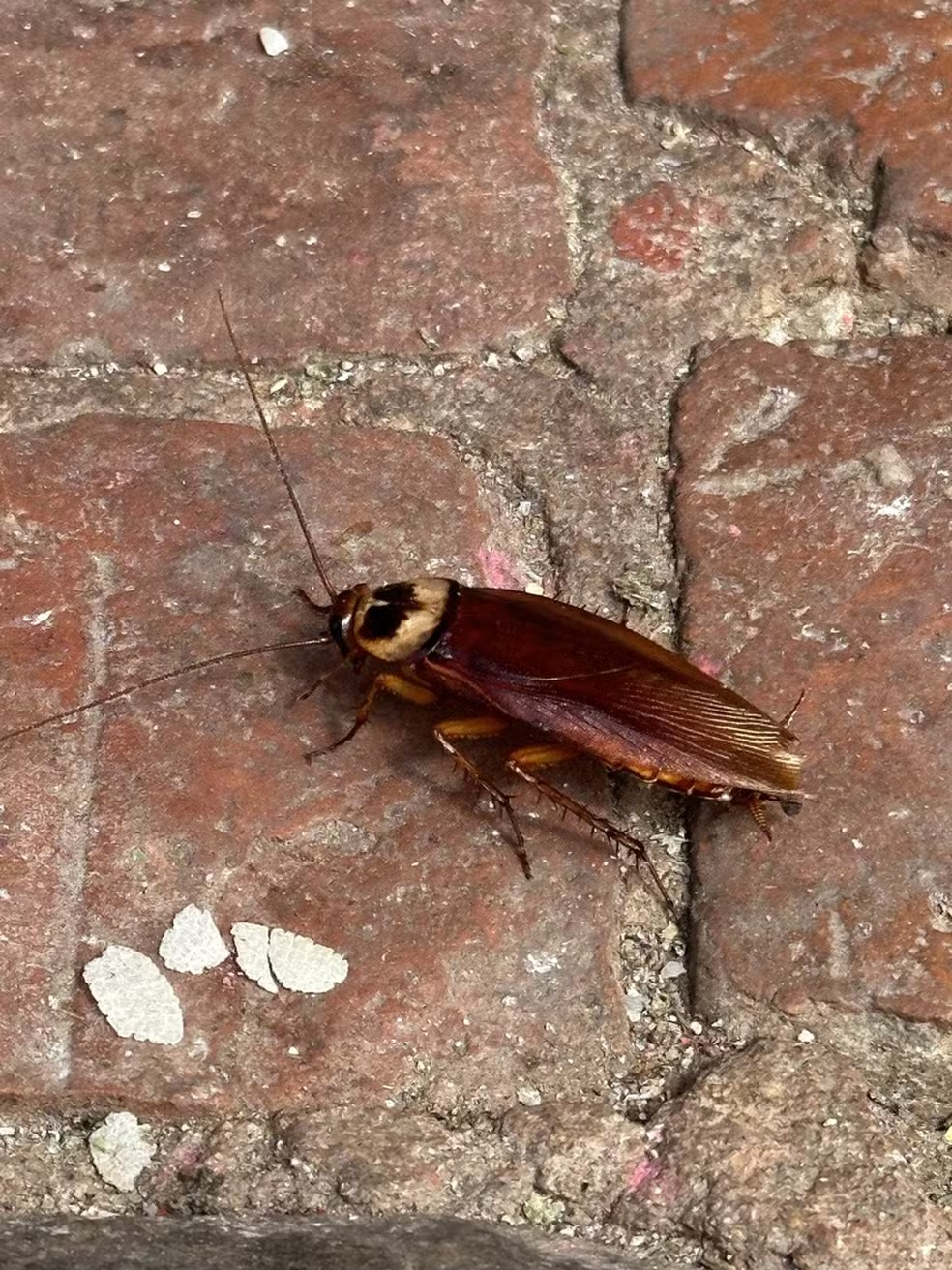 Barata-de-esgoto da espécie Periplaneta americana