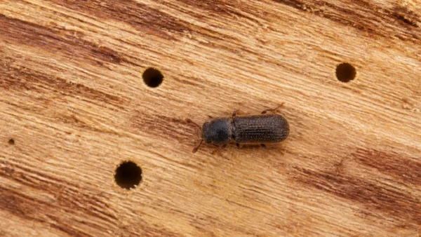 Pequenos furos e besouro associados à broca de madeira