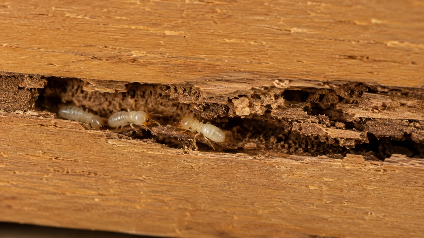 Cupim de madeira seca em peça de madeira