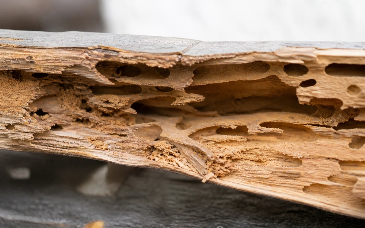Galerias internas em madeira atacada por broca