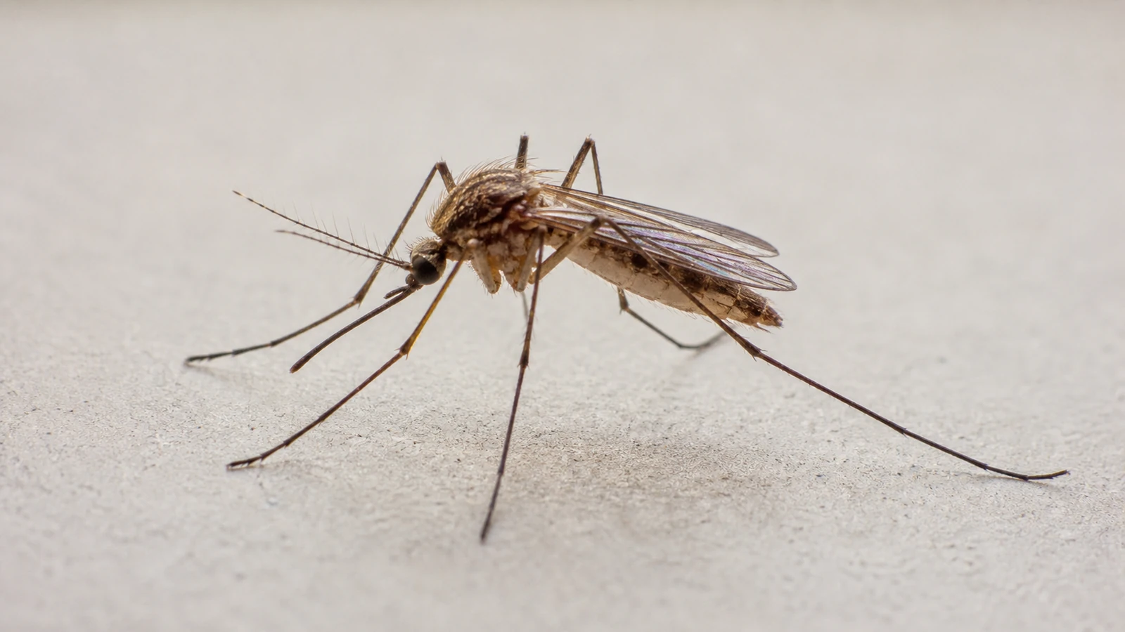 Pernilongo do gênero Culex em escala ampliada para identificação