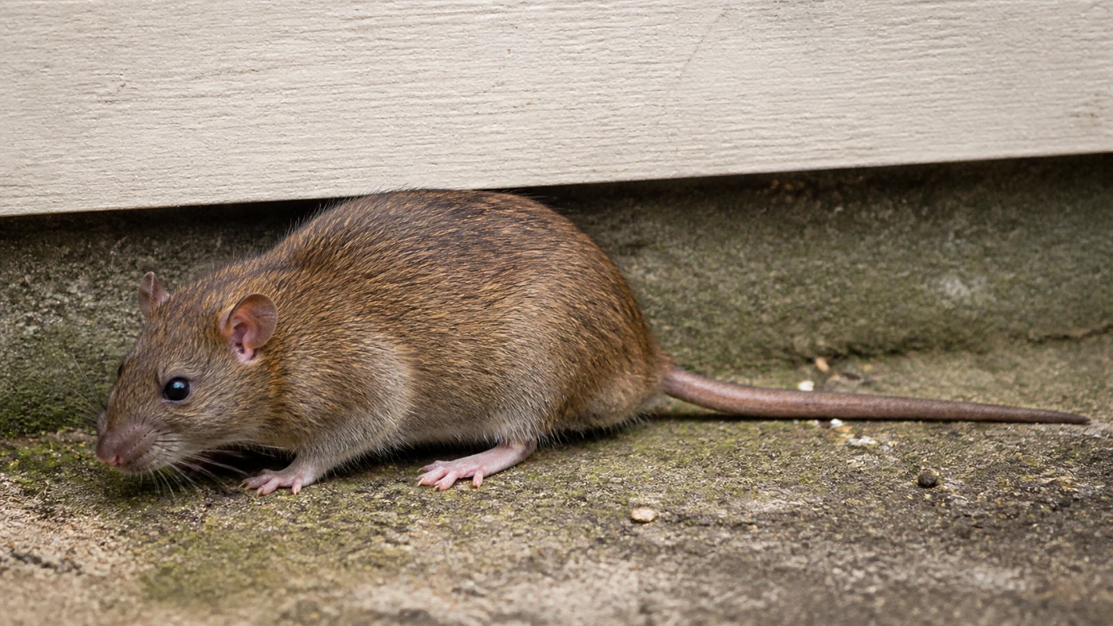 Ratazana adulta em ambiente próximo ao solo