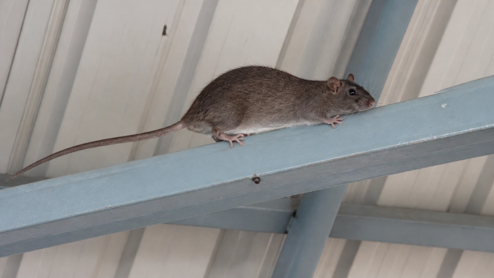 Rato de telhado sobre estrutura elevada