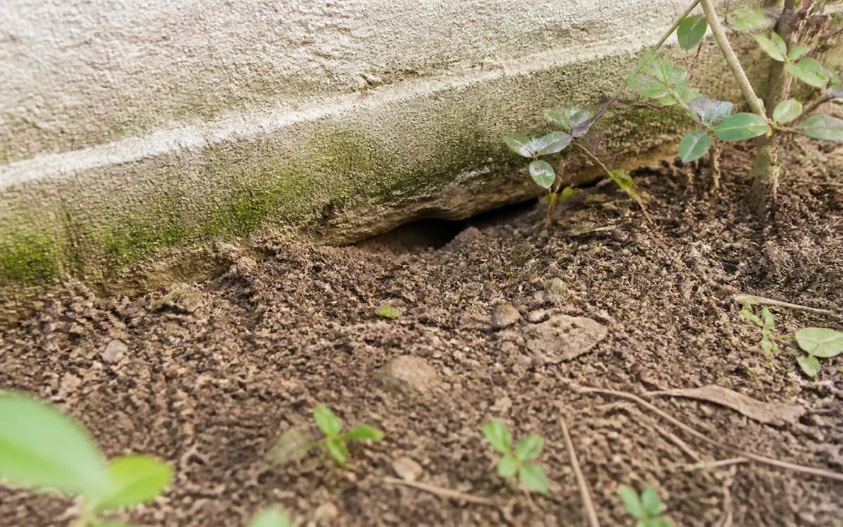 Possível toca de ratazana próxima a área externa